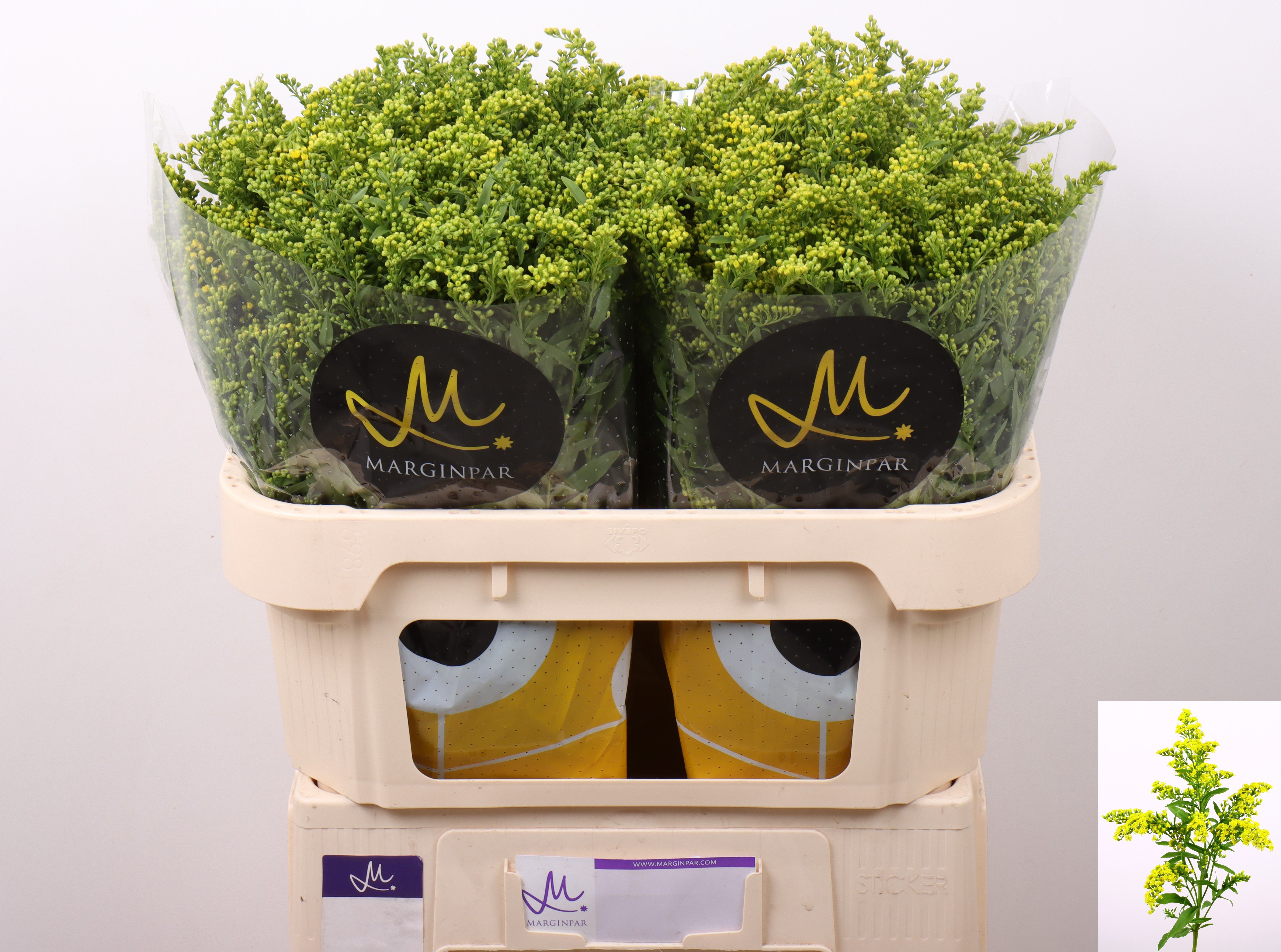 Solidago Carzan Glory 70cm 30gram