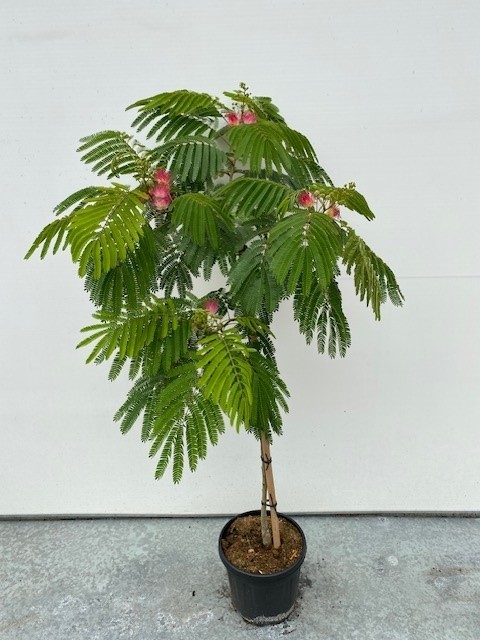 Albizia julibrissin stam