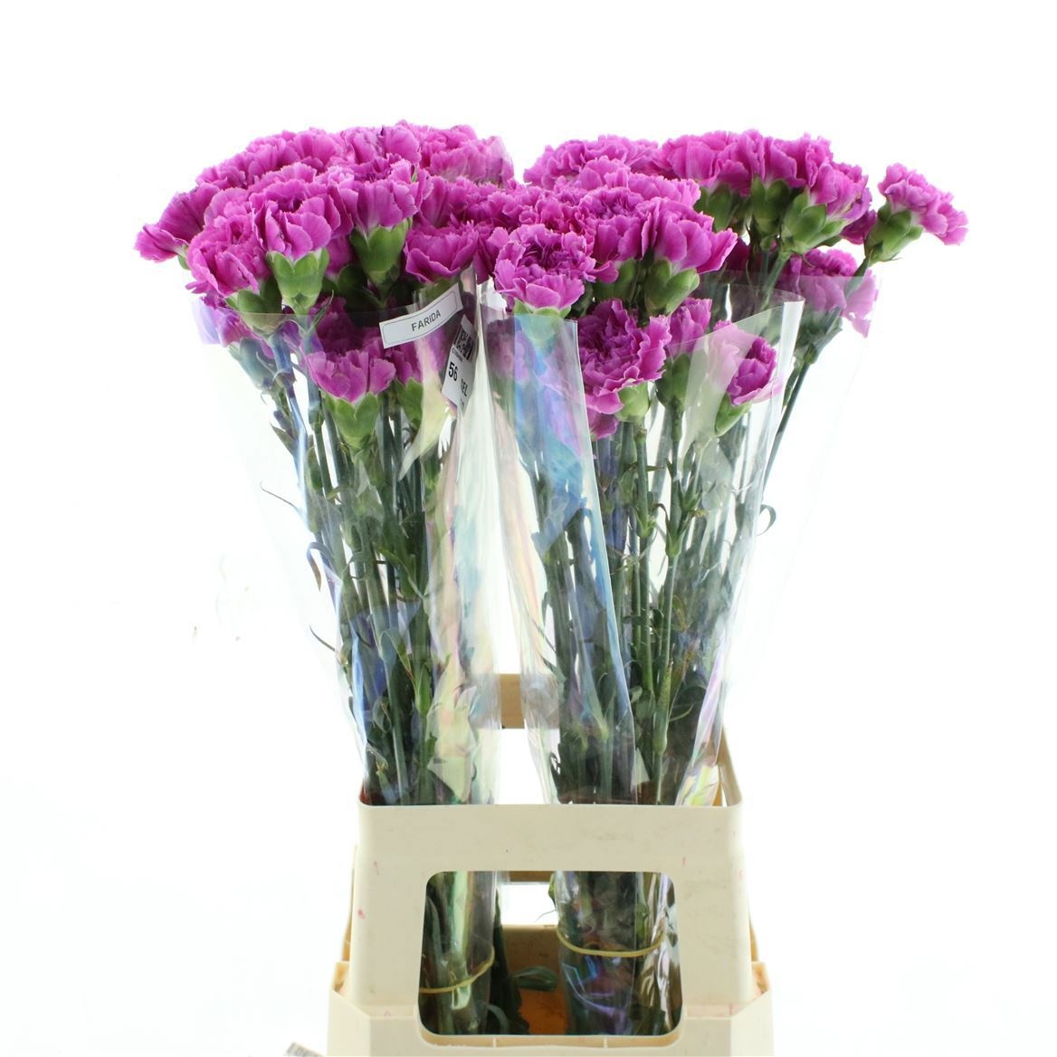Dianthus St Farida 70cm