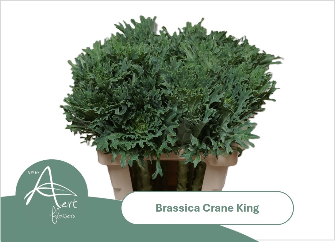 Brass Crane King
