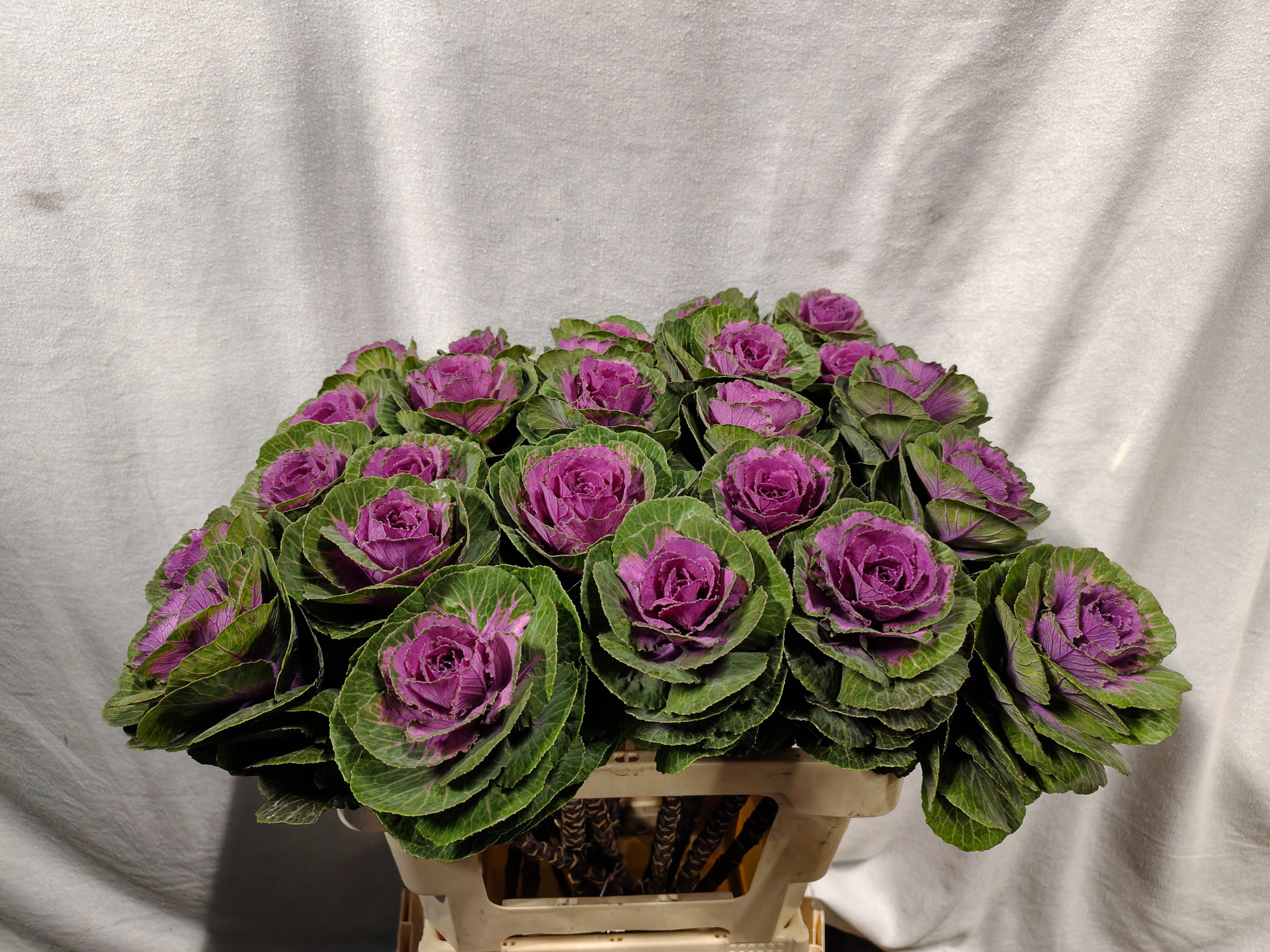 Brassica Red Crane 60cm