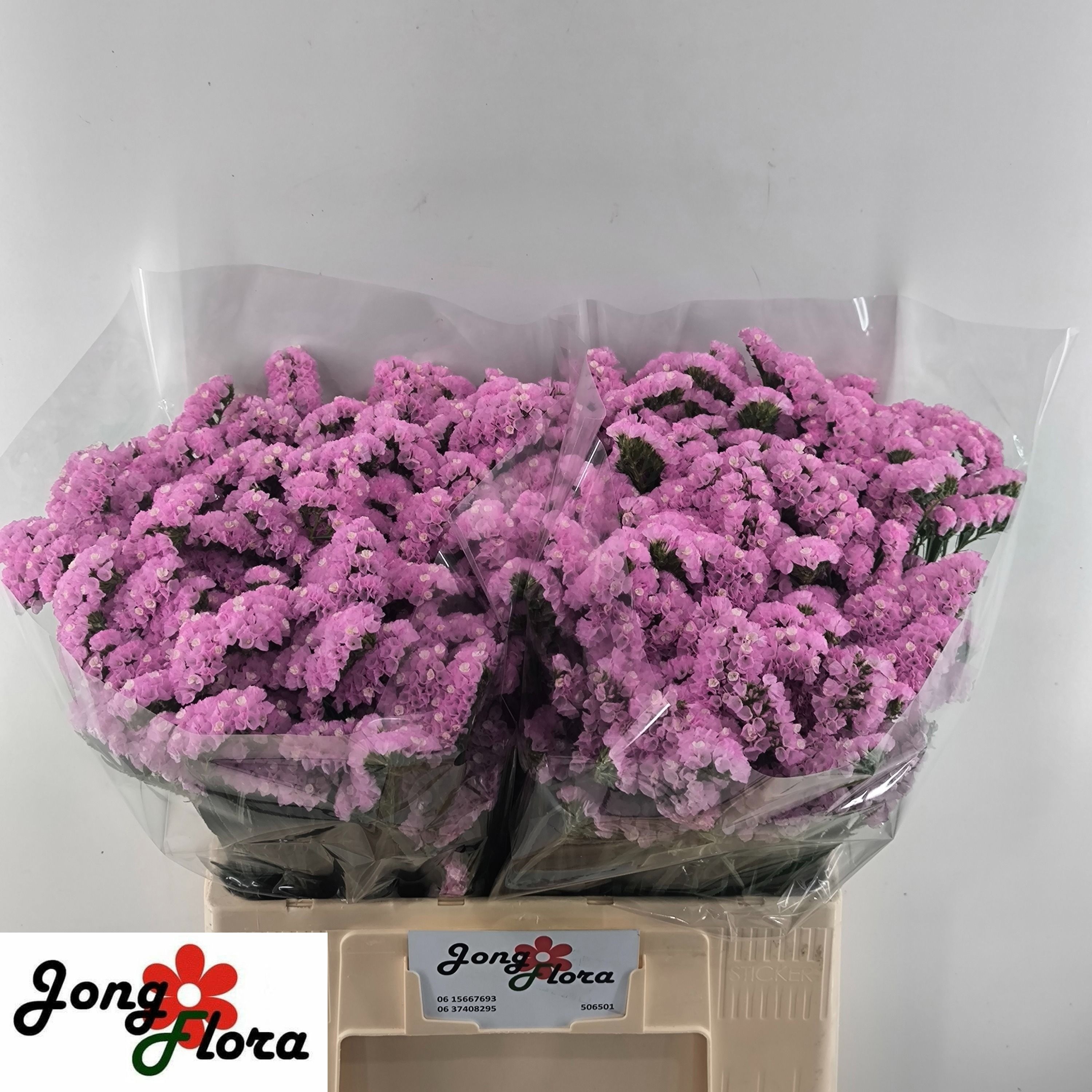Limonium St Fantasia Wings 60cm 23gram