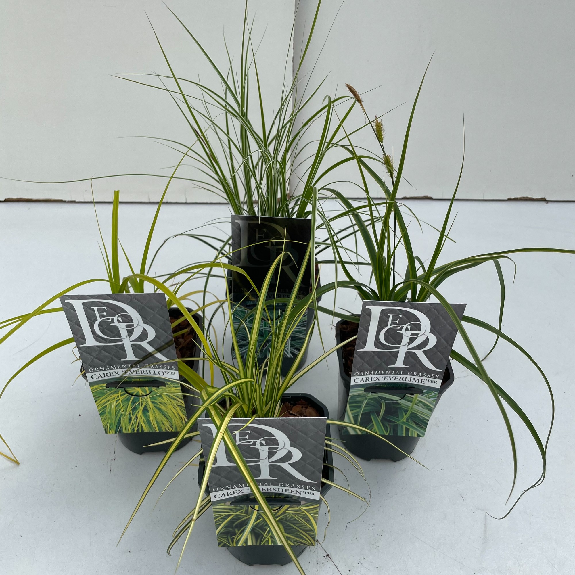 Picture of Carex in varieties exclusive P13-SQUARE