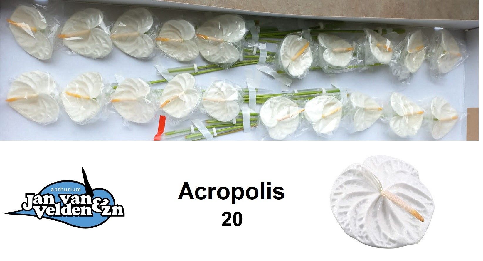 Anth A Acropolis