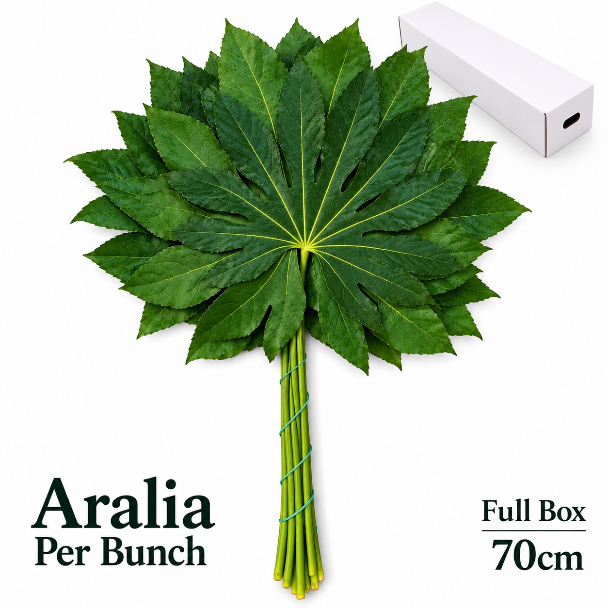 Fatsia Japonica Bs