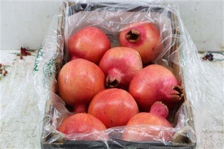 Punica Granatum (PER Box)
