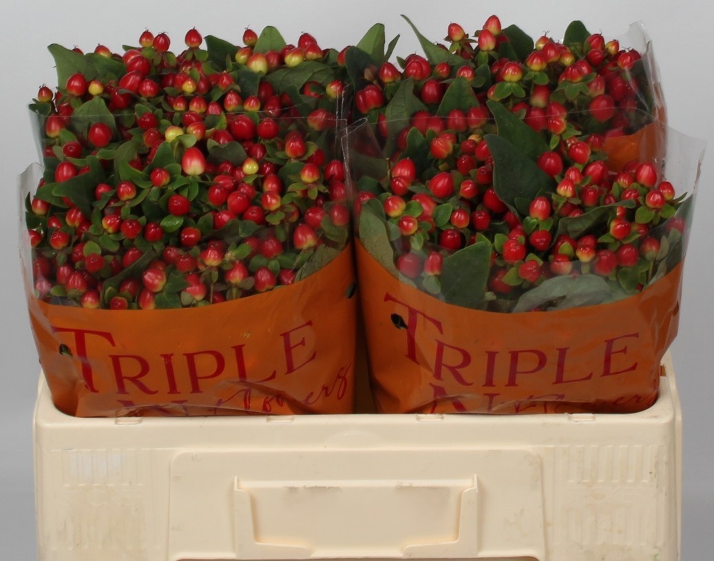Hypericum Triumph 50cm