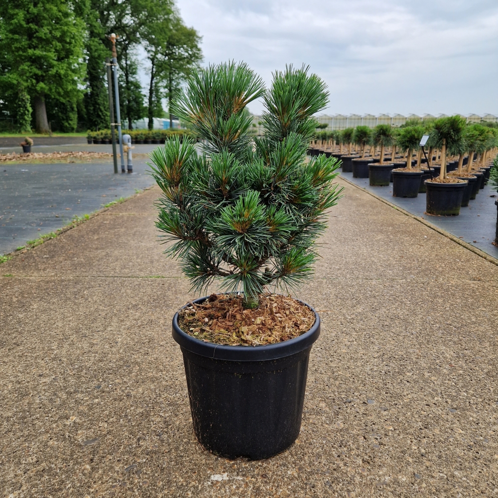 Picture of Pinus cembra Glauca C8 30/35