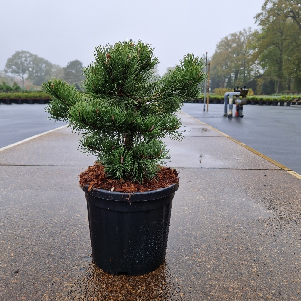 Picture of Pinus mugo Krauskopf C8 30/35 (LOOSE)