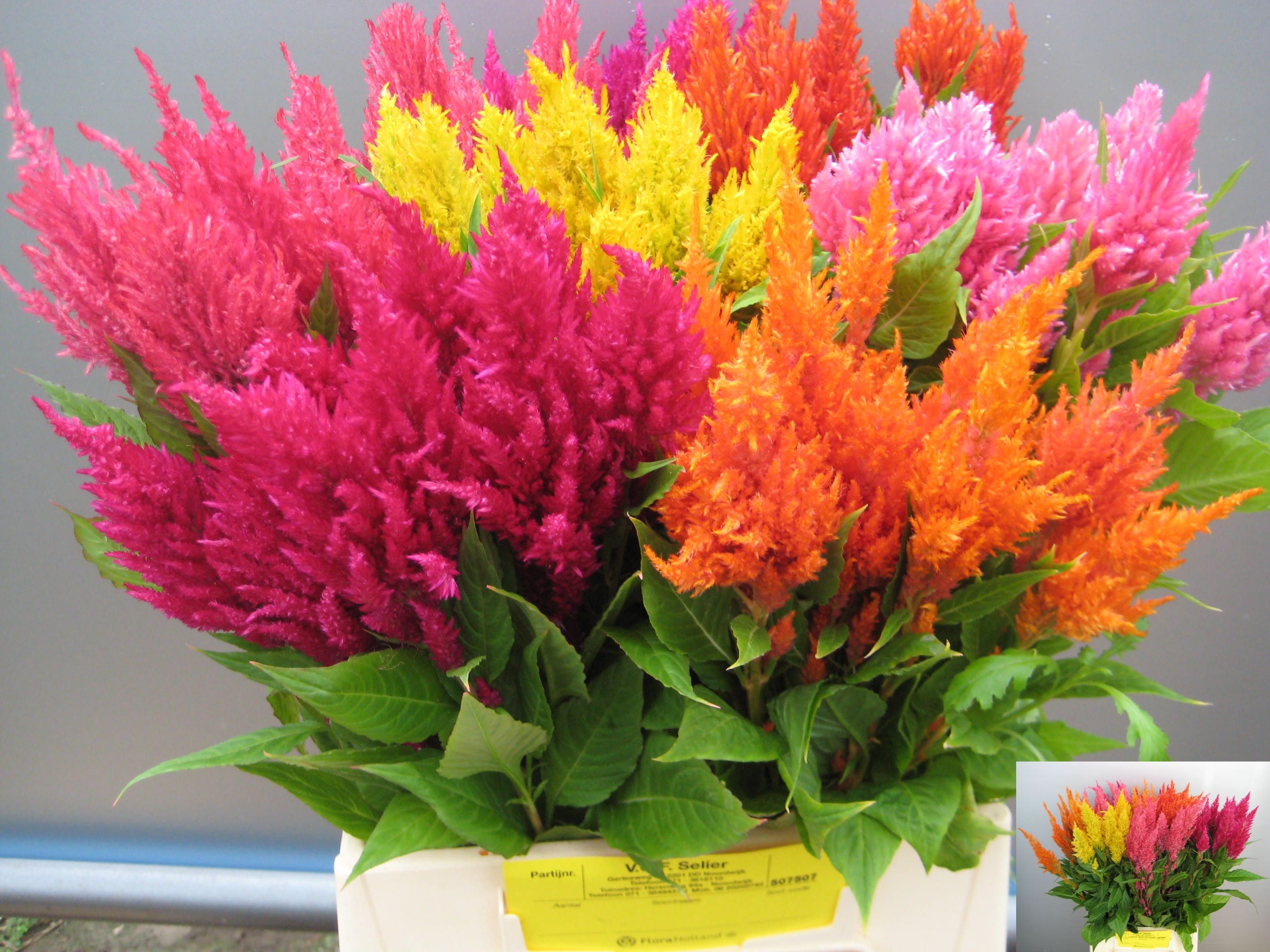Celosia Plum Asst 50cm