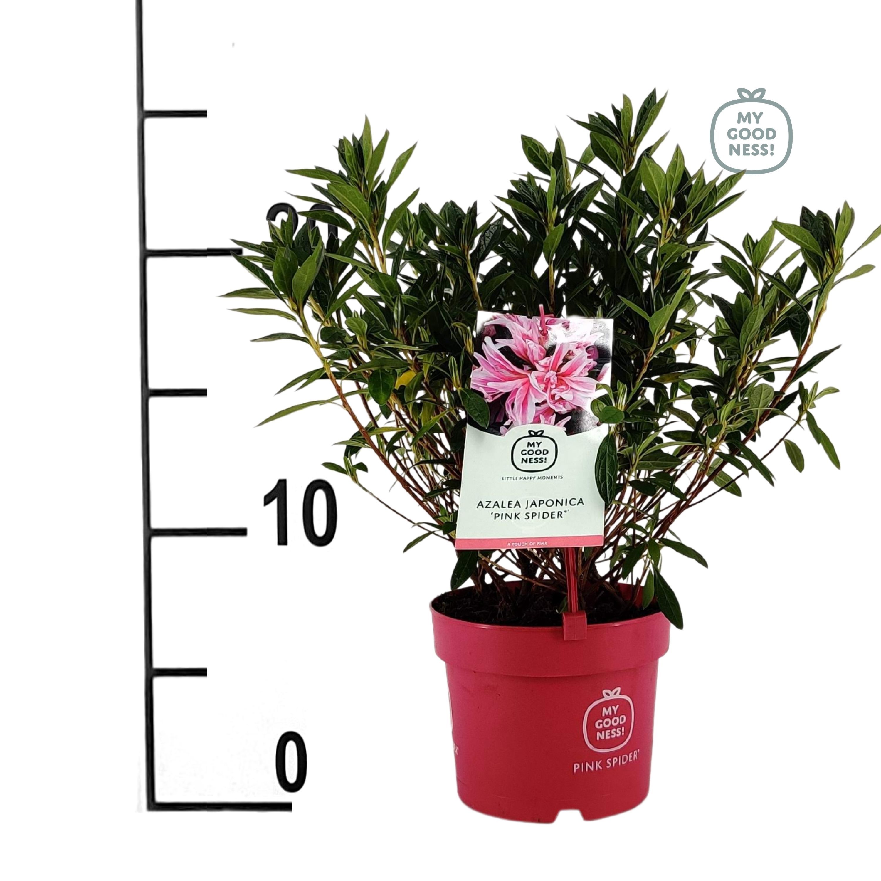 sansevieria moonshine pflege Shop 'Moonshine Snake Plant - Sansevieria moonshine' Care and Info