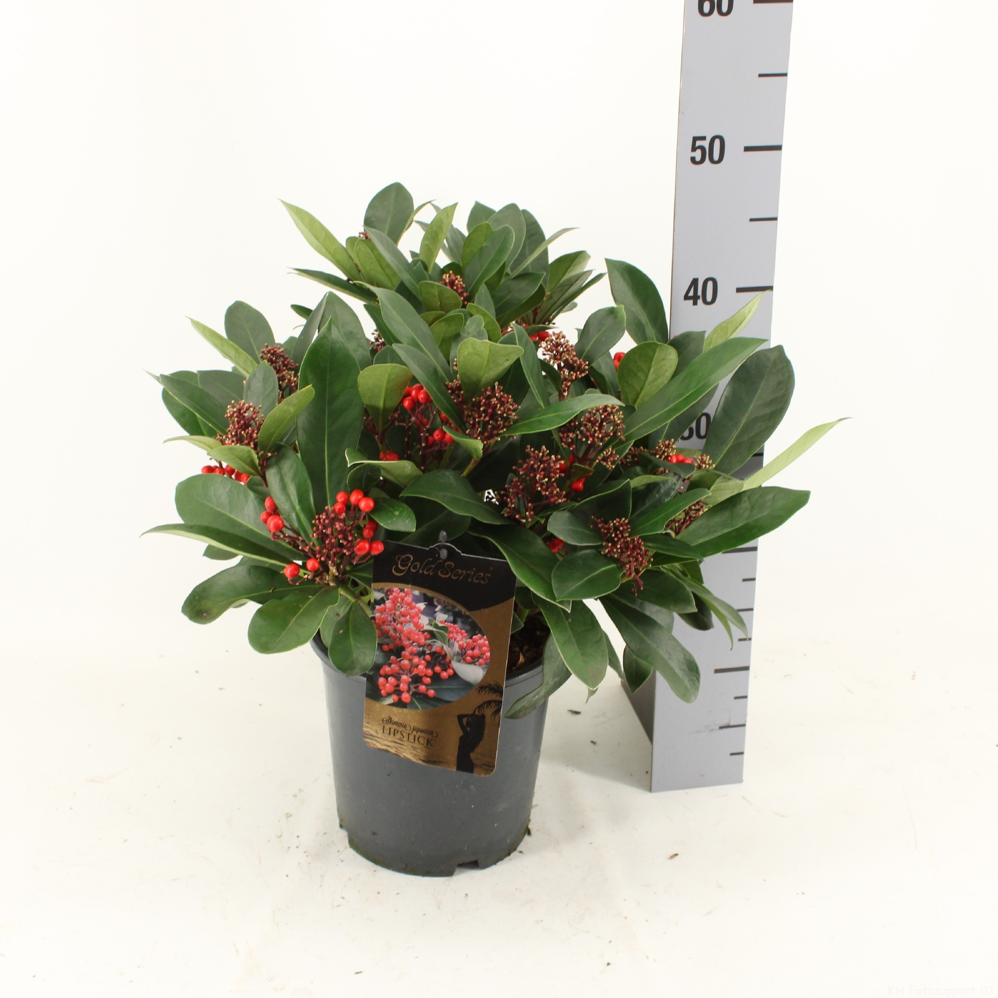 Picture of Skimmia jap. LIPSTICK ® met bes en bloem P19 (3 Ltr) (LOOSE)