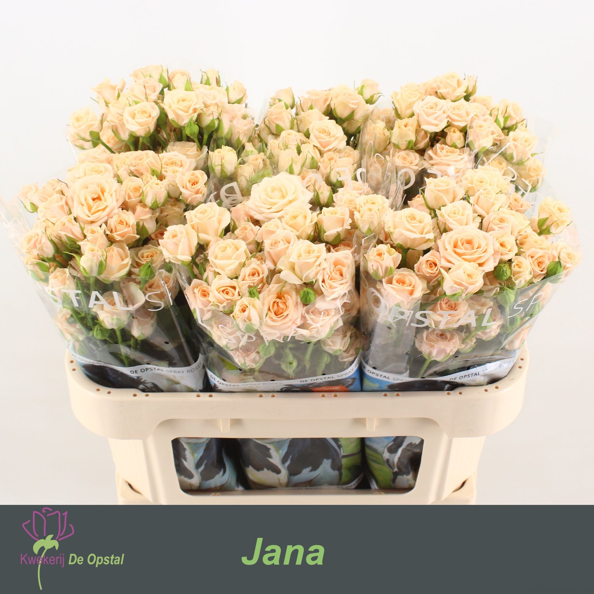 Rosa Spr Jana 70cm