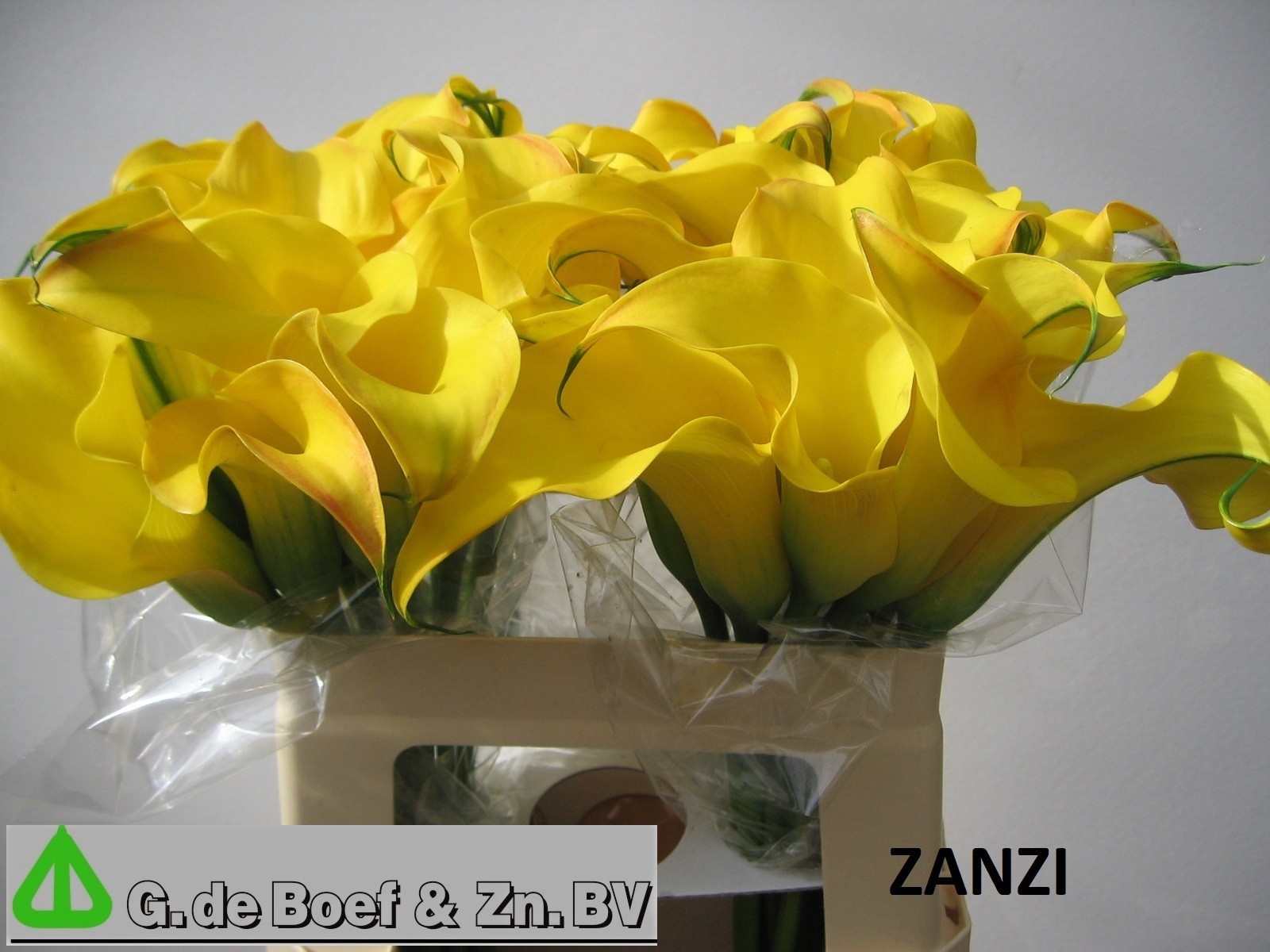 Calla Nashville 55cm