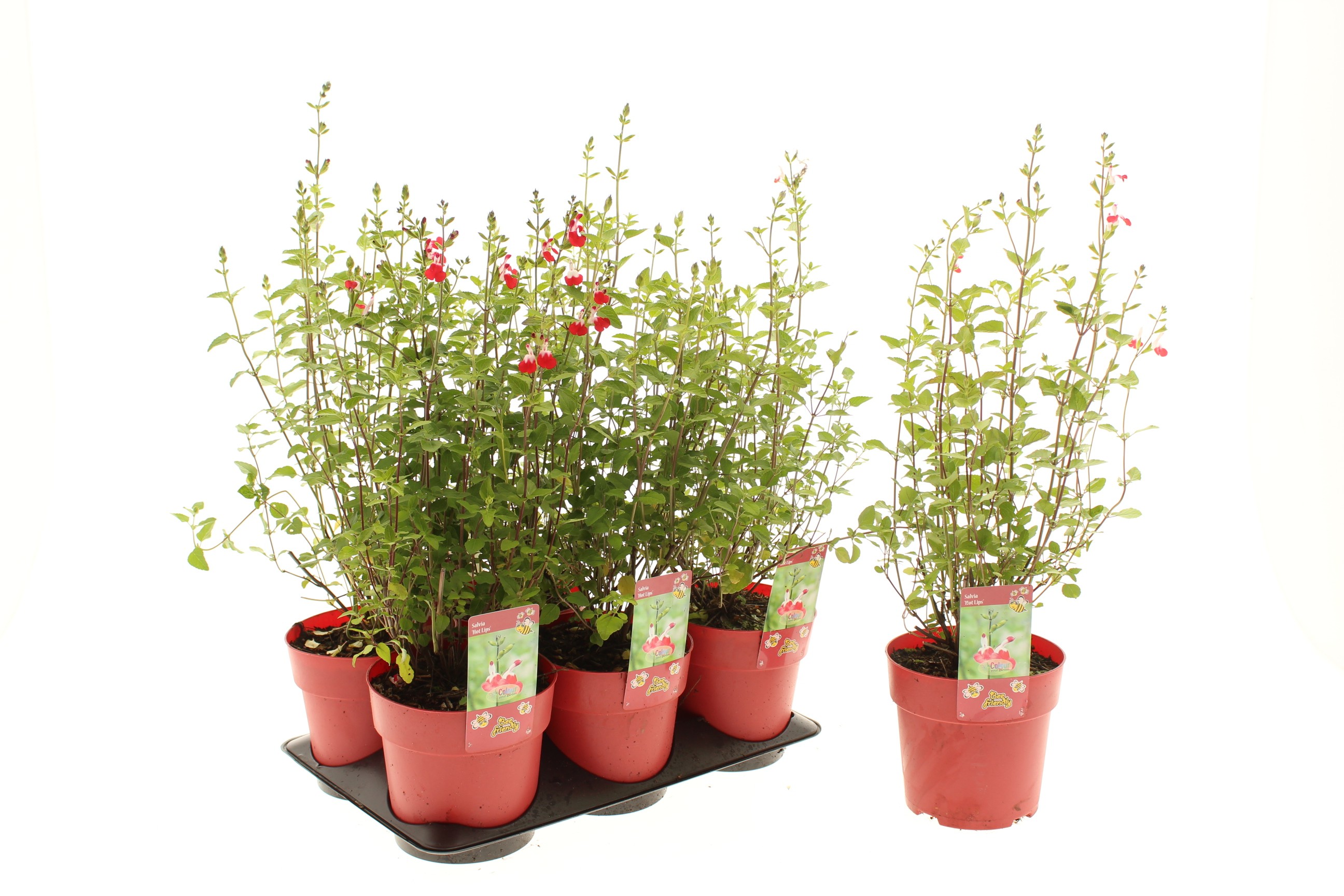 Picture of Salvia Hot Lips