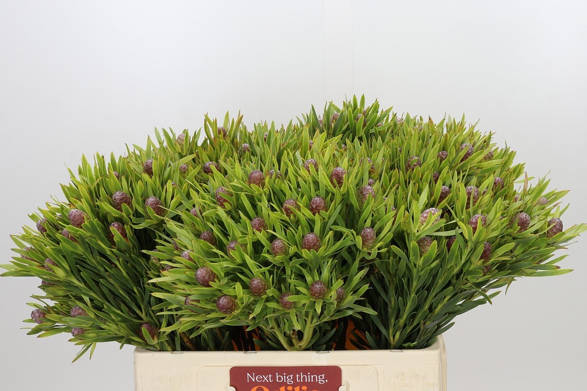 Leucadendron 60cm