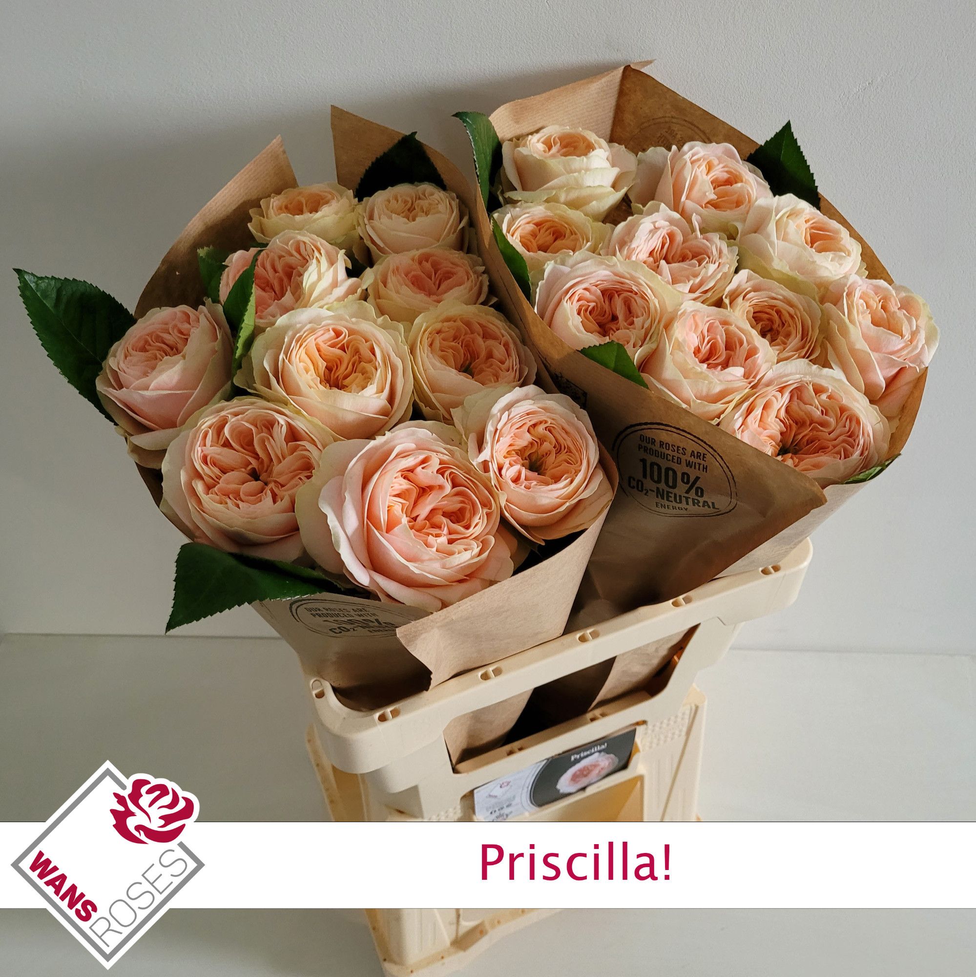 Rosa Garden Priscilla! 60cm