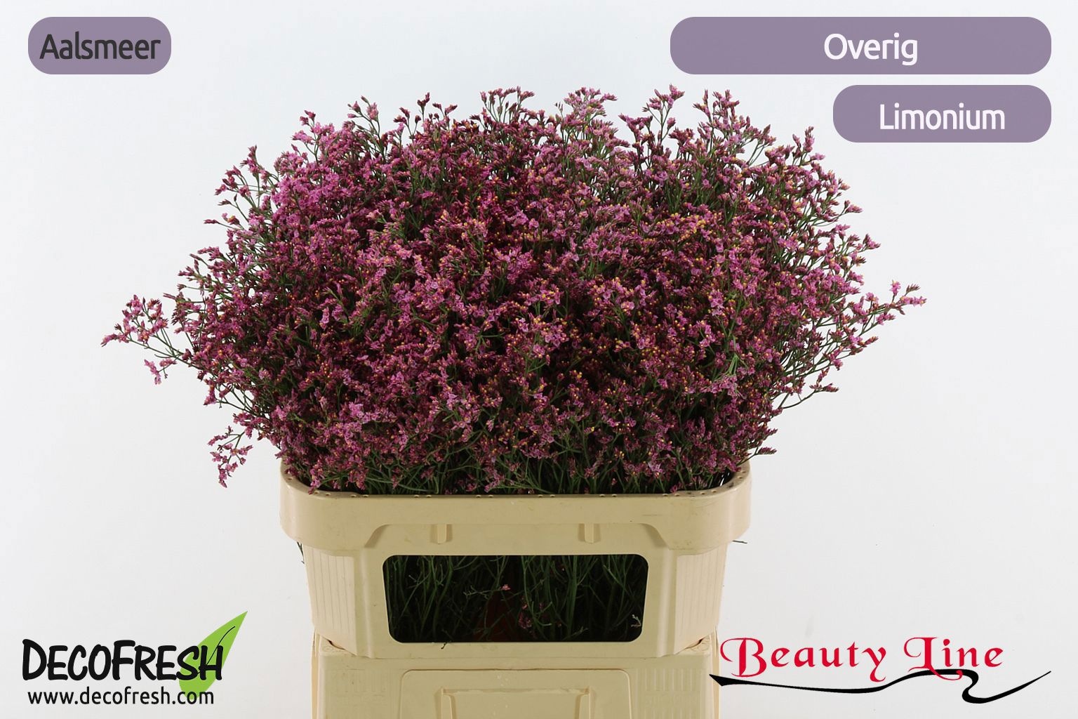 Limonium Sin 80cm 35gram