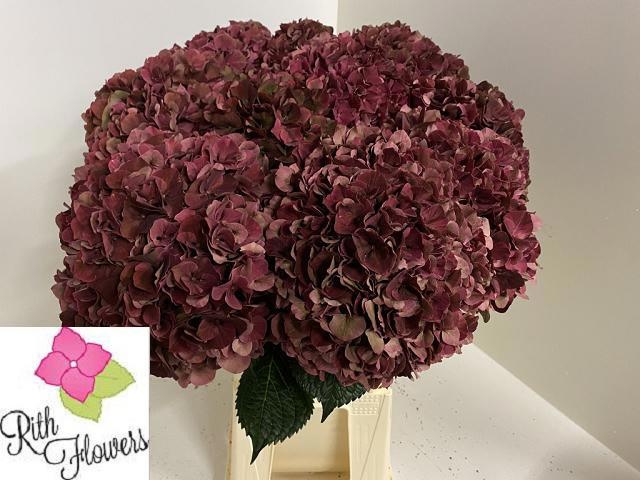 Hydrangea Ruby Pink Classic 60cm 20Ø