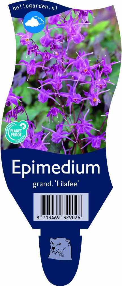 Epimedium grandiflorum 'Lilafee'