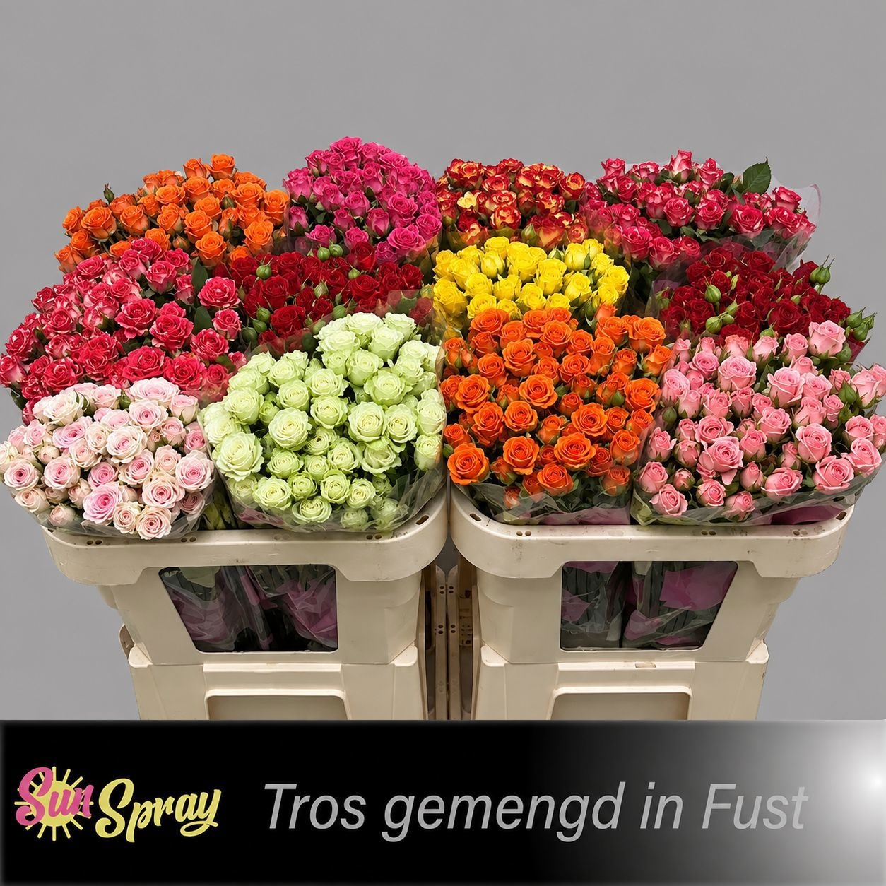 Rosa Spr Mixed In Bucket 70cm