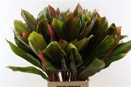 Cordyline Purple Com 82cm