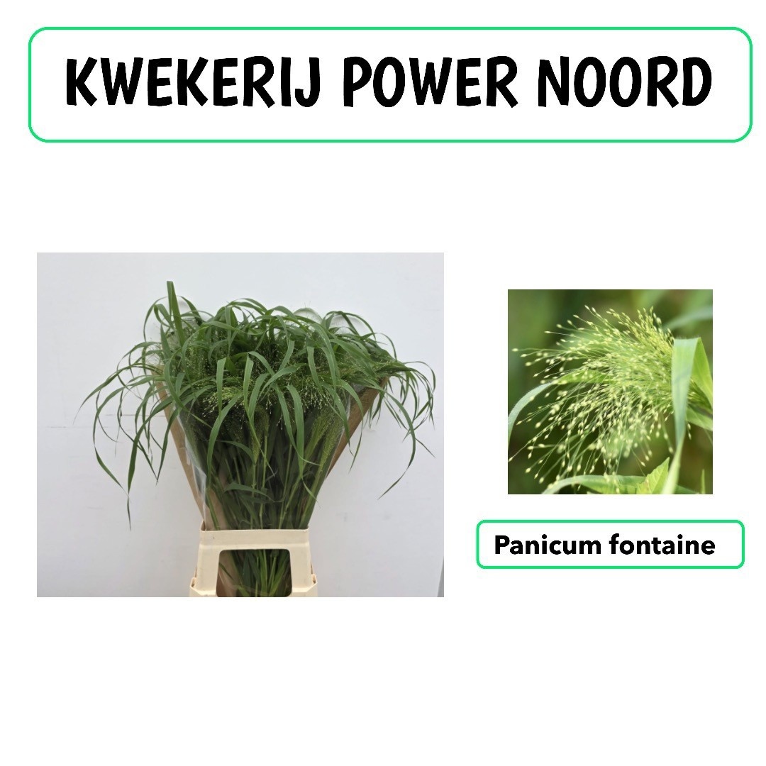 Panicum Fountain 70cm