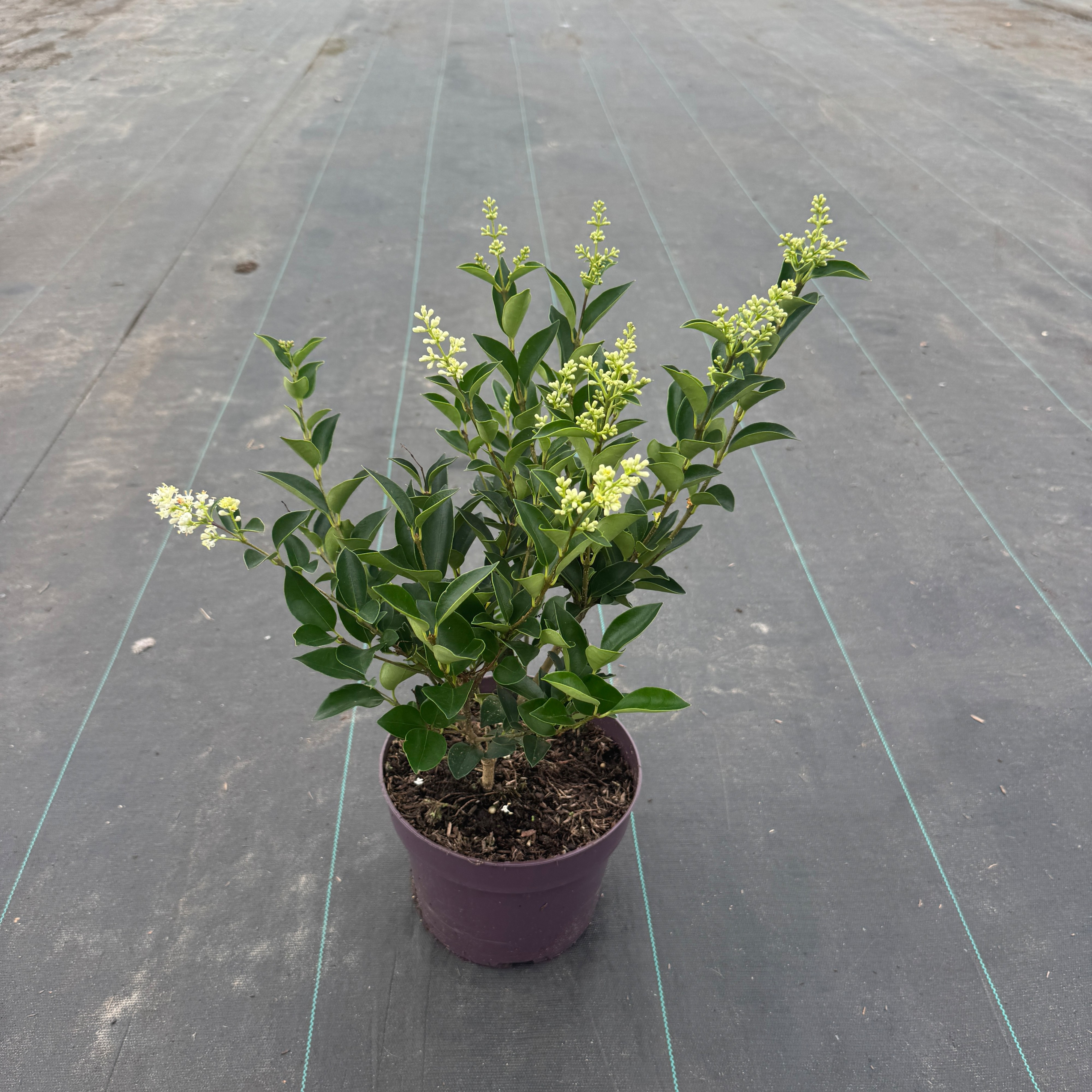 Ligustrum japonicum 'Korean Dwarf'