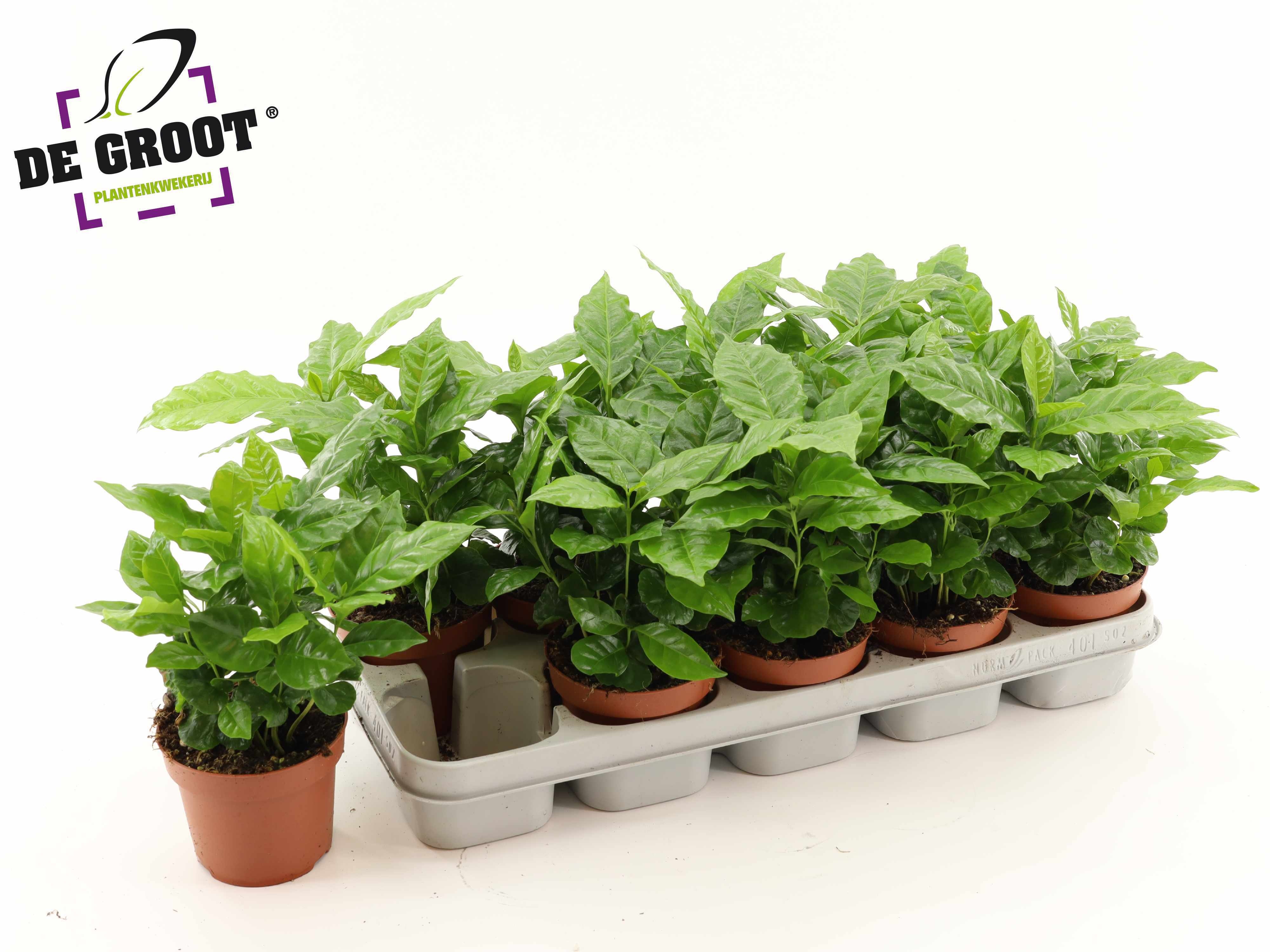 Coffea 12Ø 25cm