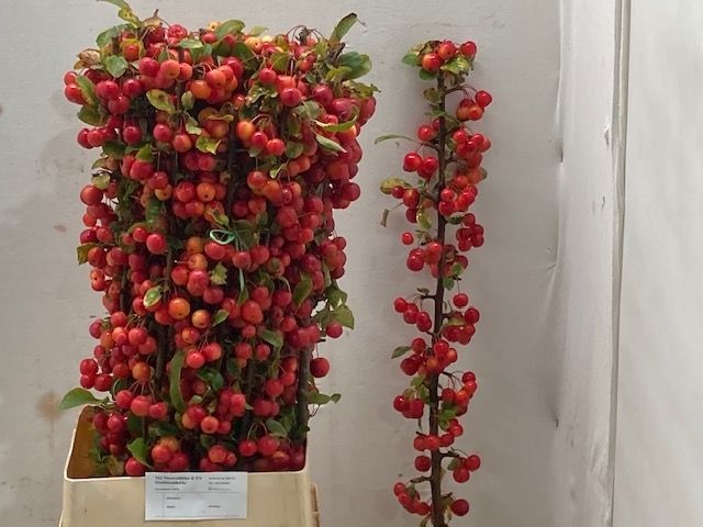 Malus Red Sentinel