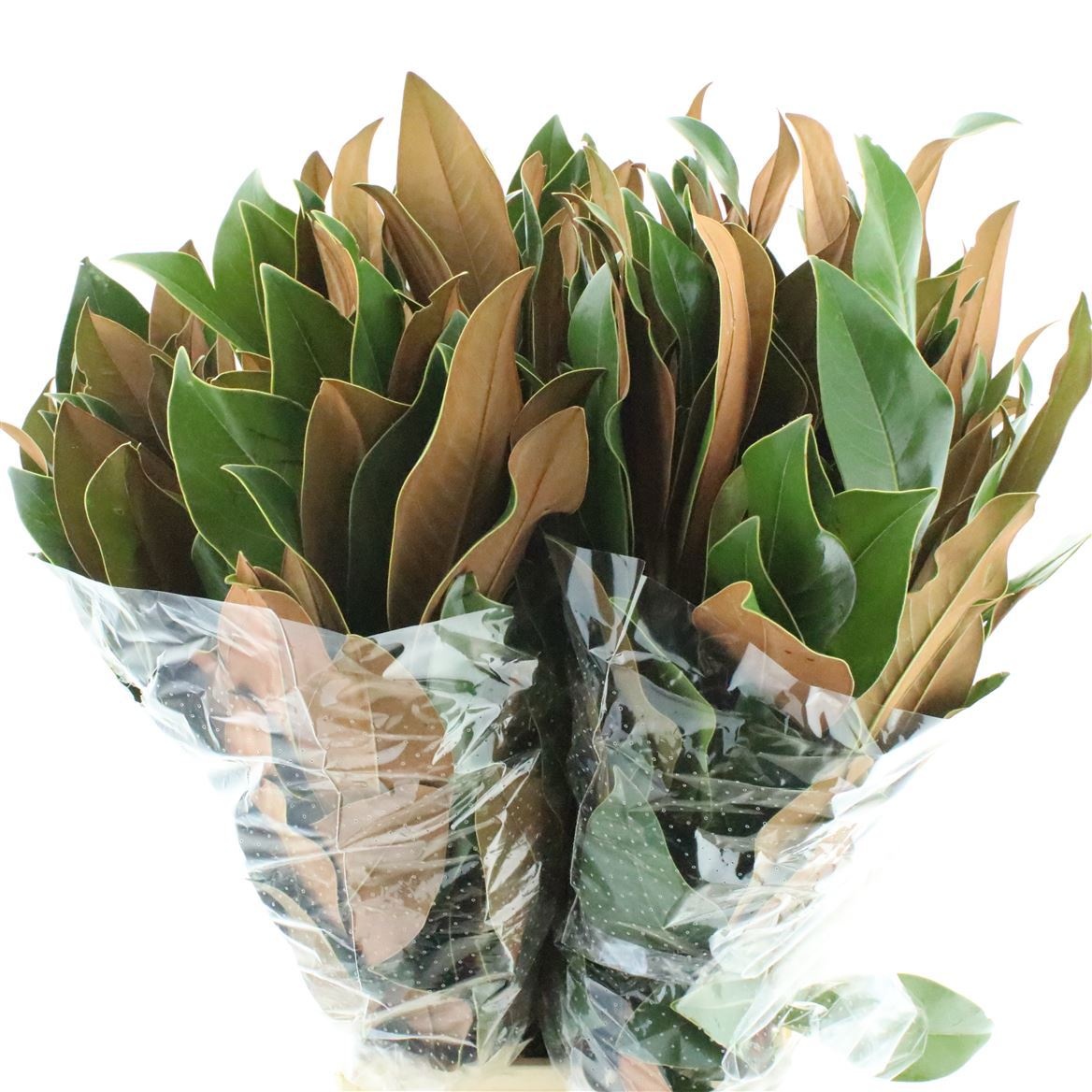 Magnolia Grandifl Bs 70cm 400gram