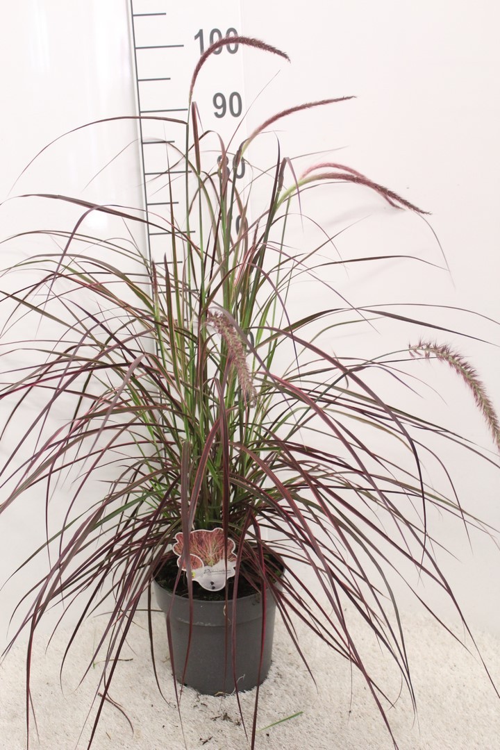 Picture of Pennisetum set. Fireworks P23 (5 Ltr)