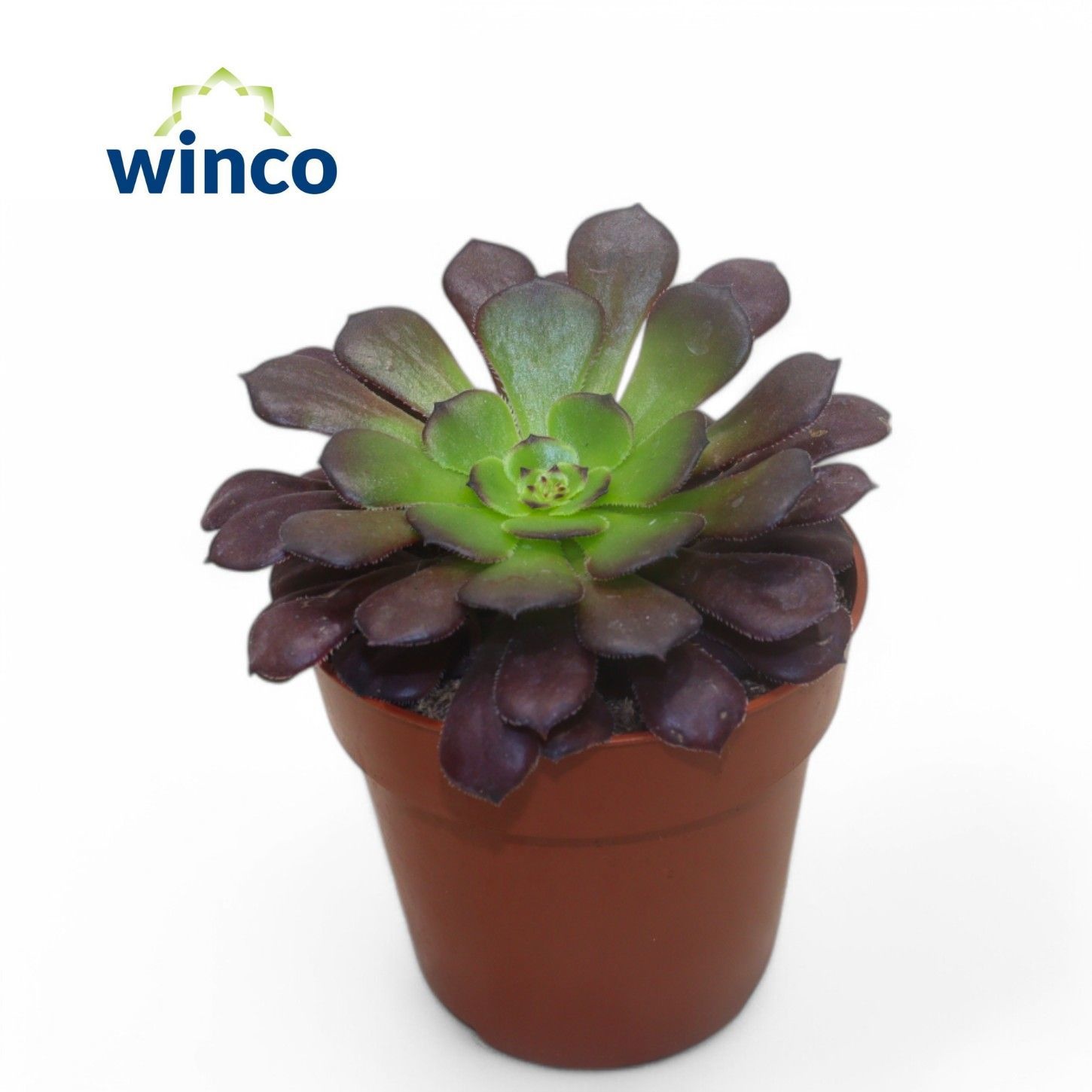 Aeonium arboreum 'Velours' - Overig vaste planten