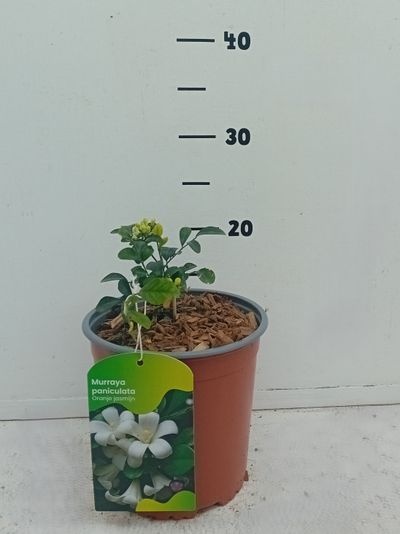 Murraya paniculta