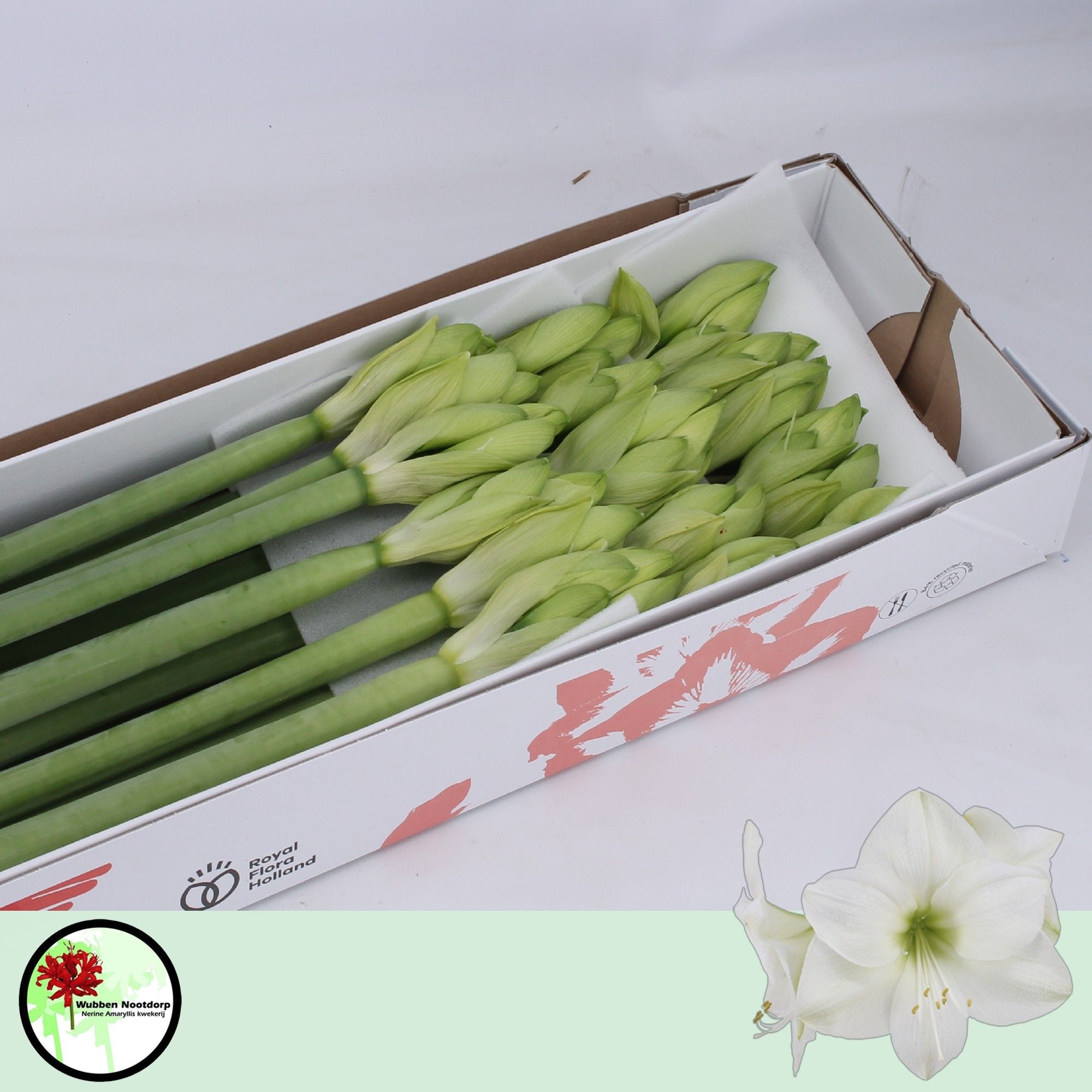 Hippeastrum Casa Blanca 4bl