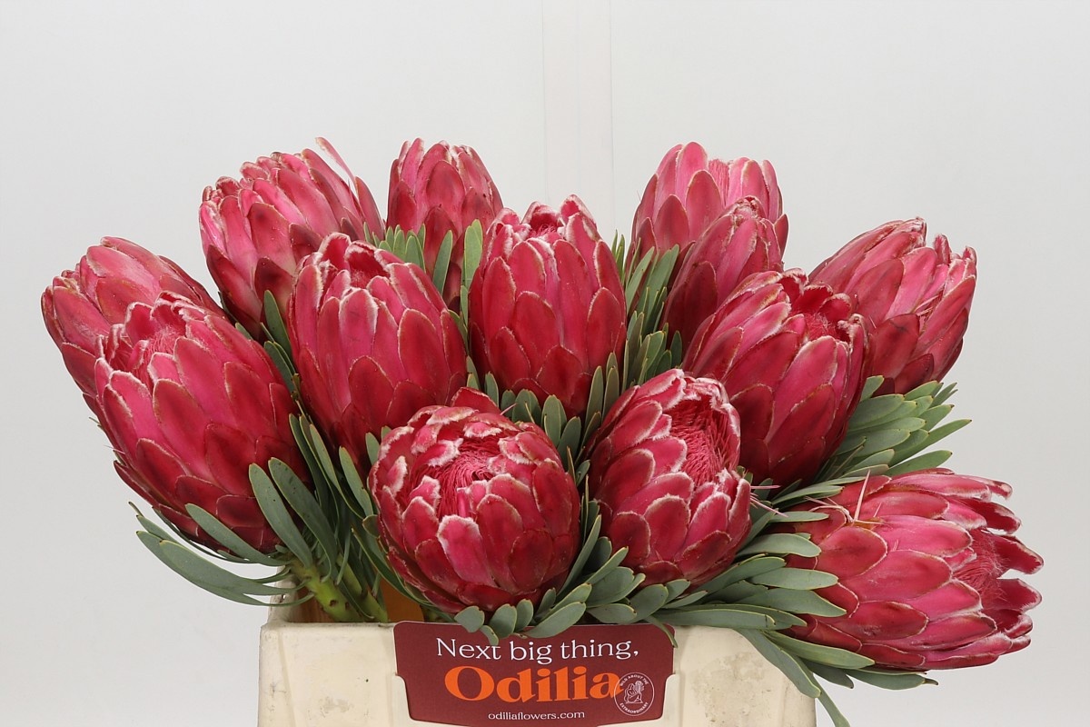 Protea Venus