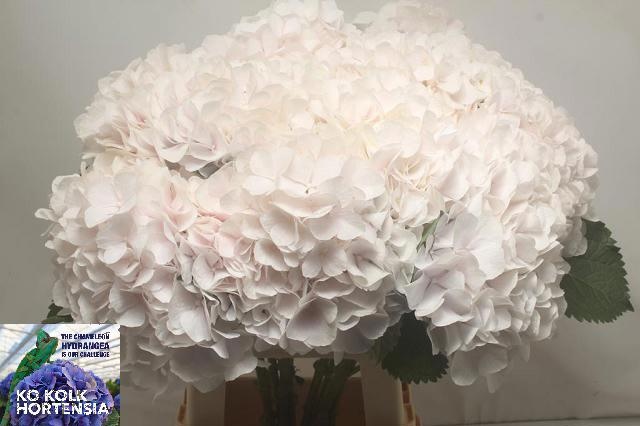 Hydrangea Sweet Verena 70cm 22Ø