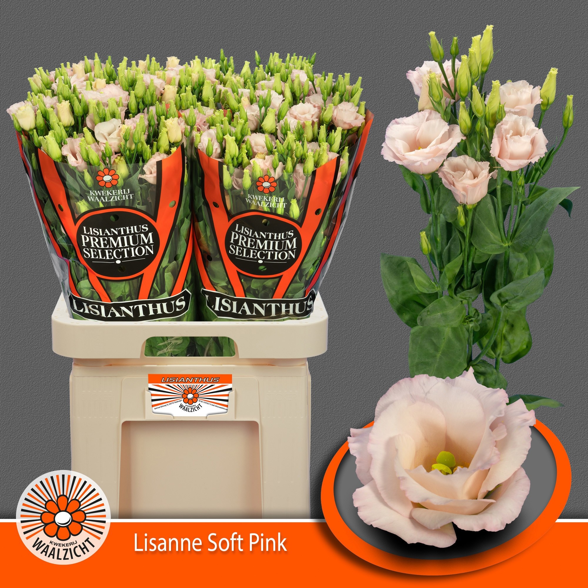 Eus G Lis Soft Pink
