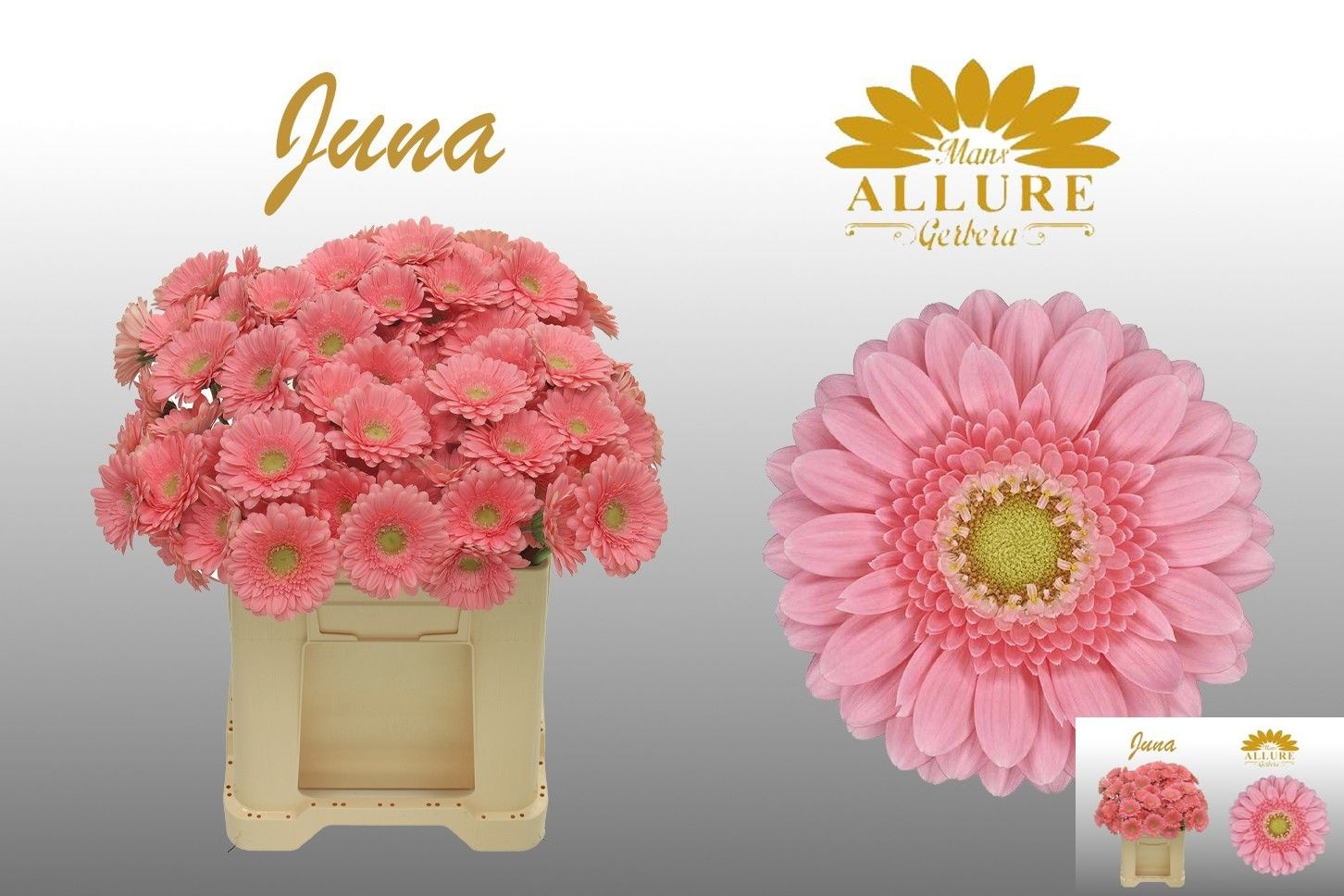 Gerbera Mini Juna