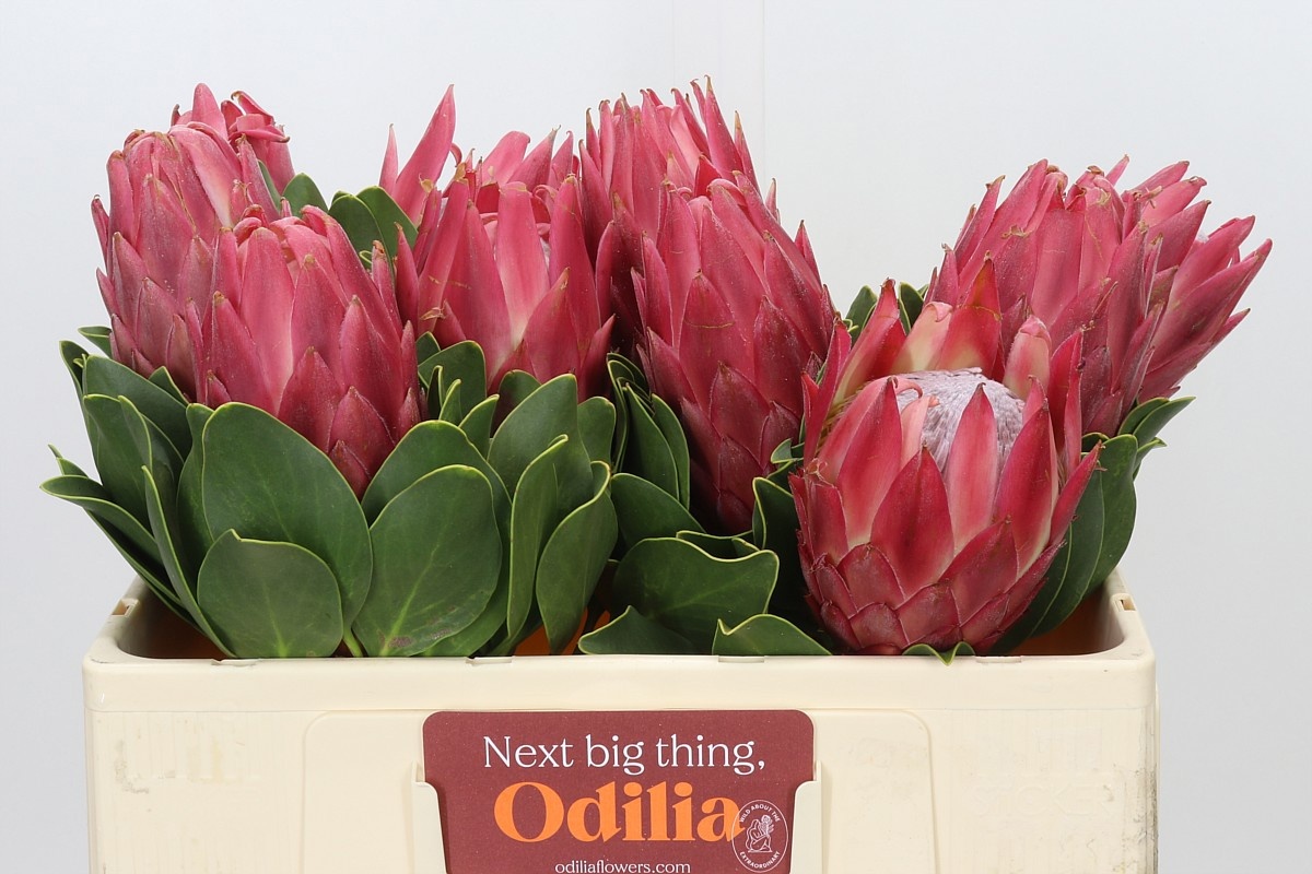 Protea Red Rex 50cm