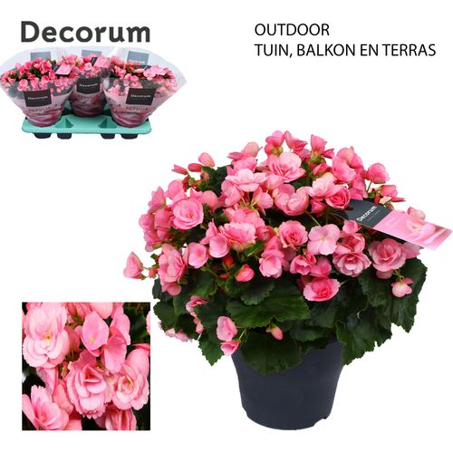 Betulia candy outdoor p19 Have