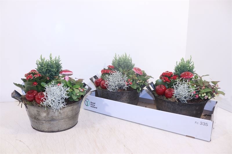 Arr Tuinplanten 22P 28cm