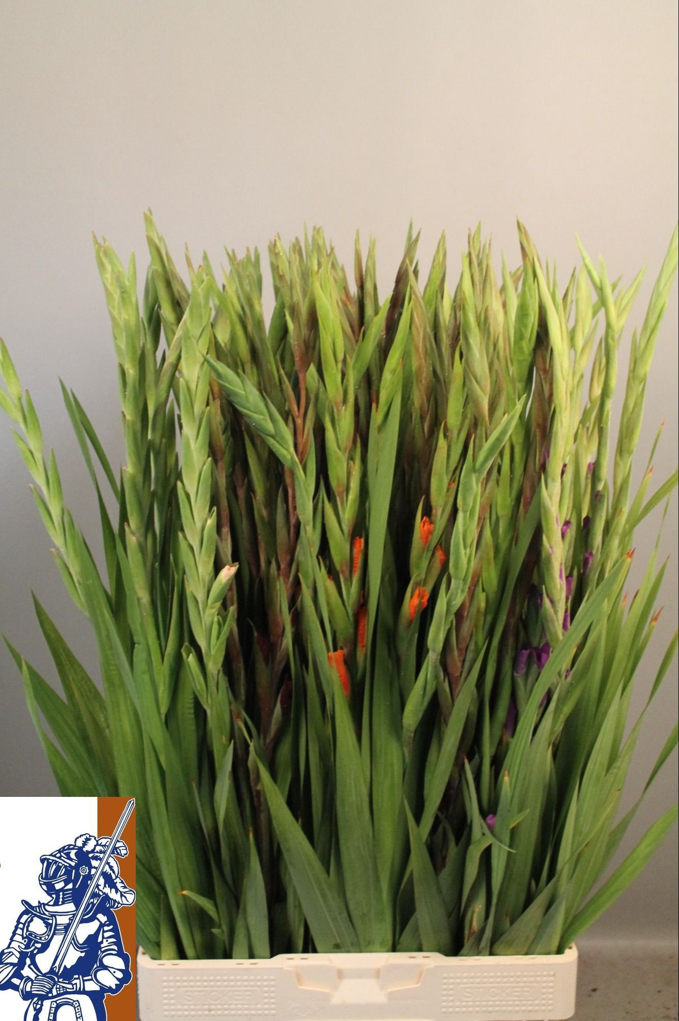 Gladiolus Mixed In Bucket 100cm 140gram