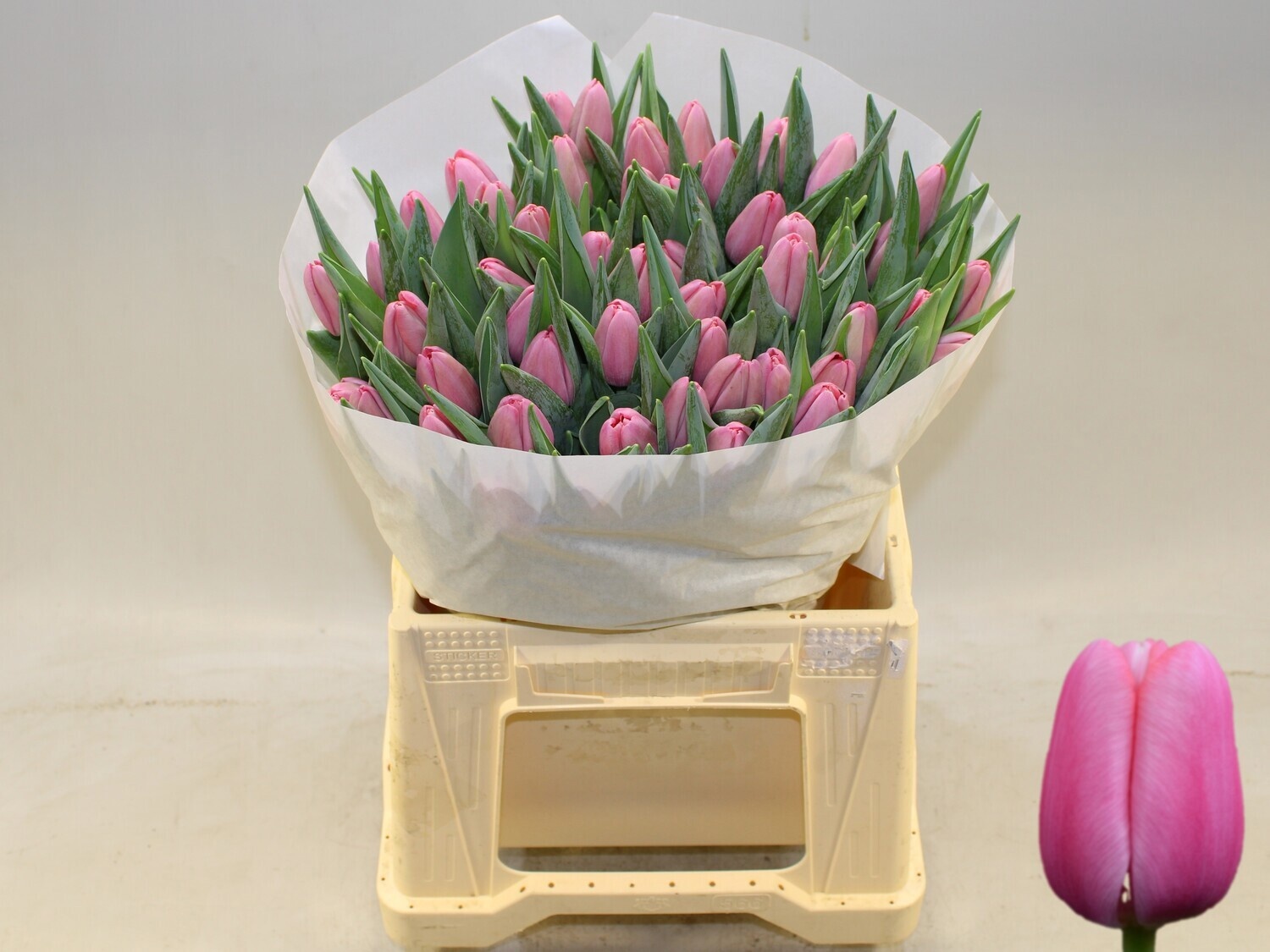 Tulipa Tresor 40cm 36gram