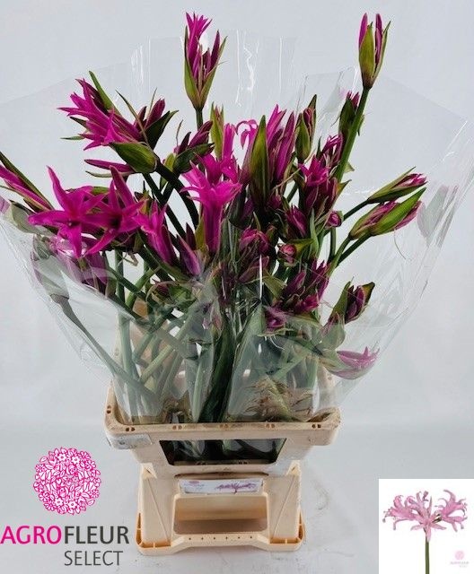 Nerine Amarine Light Pink 70cm