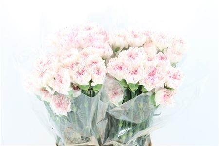 Dianthus St Yukari Cherry 70cm