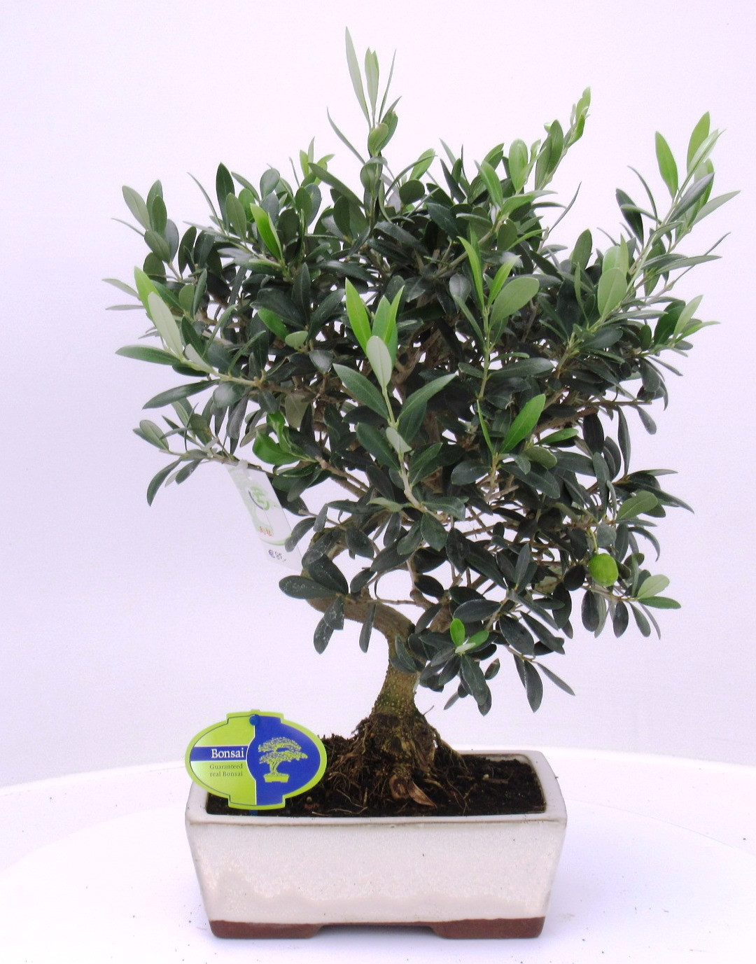 Picture of olea europea P21 45cm