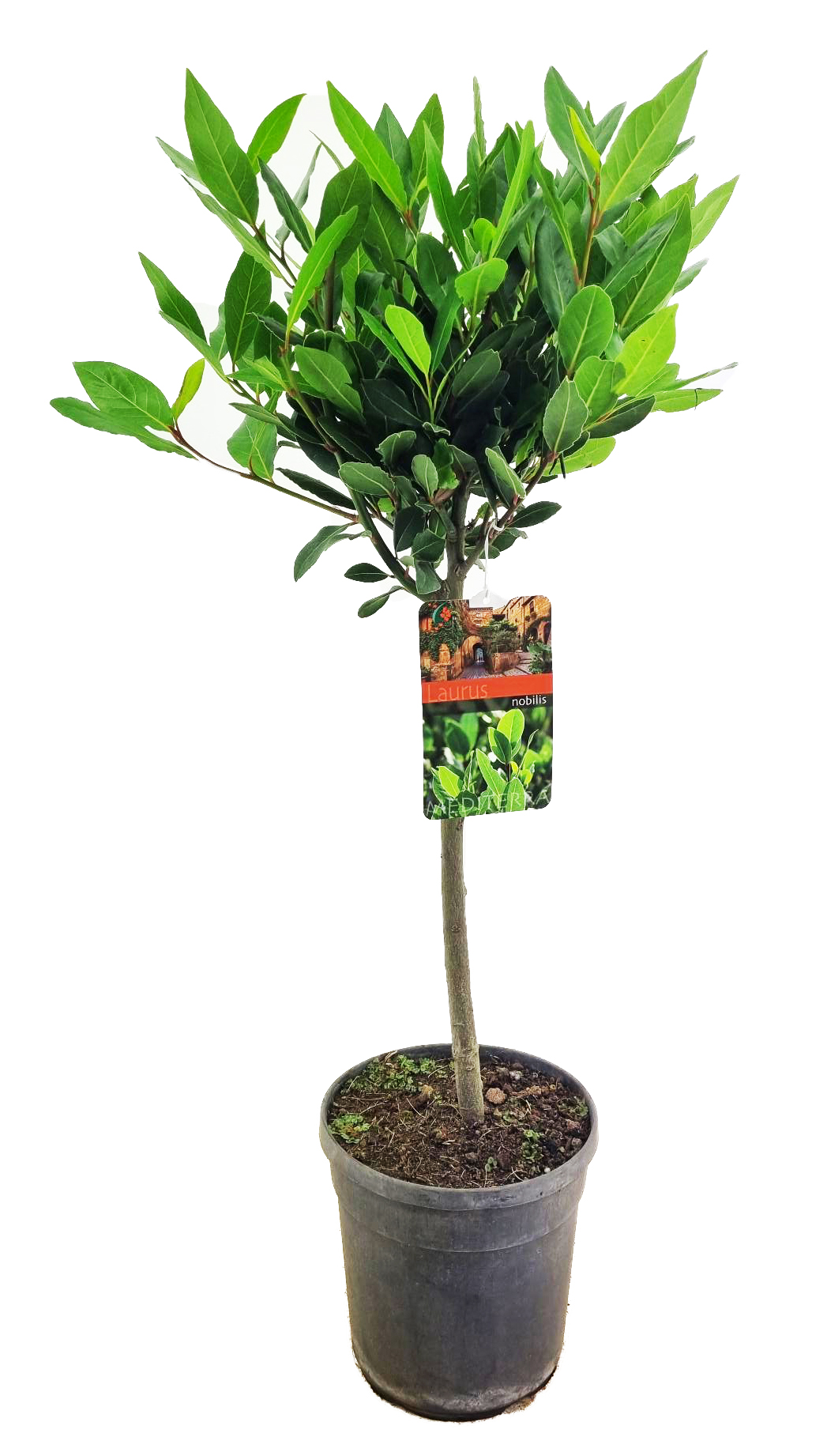 Picture of Laurus nobilis P21 (4 Ltr) 40/STD