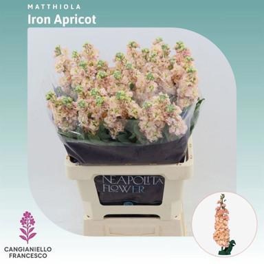 Matthiola Iron Apricot 70cm