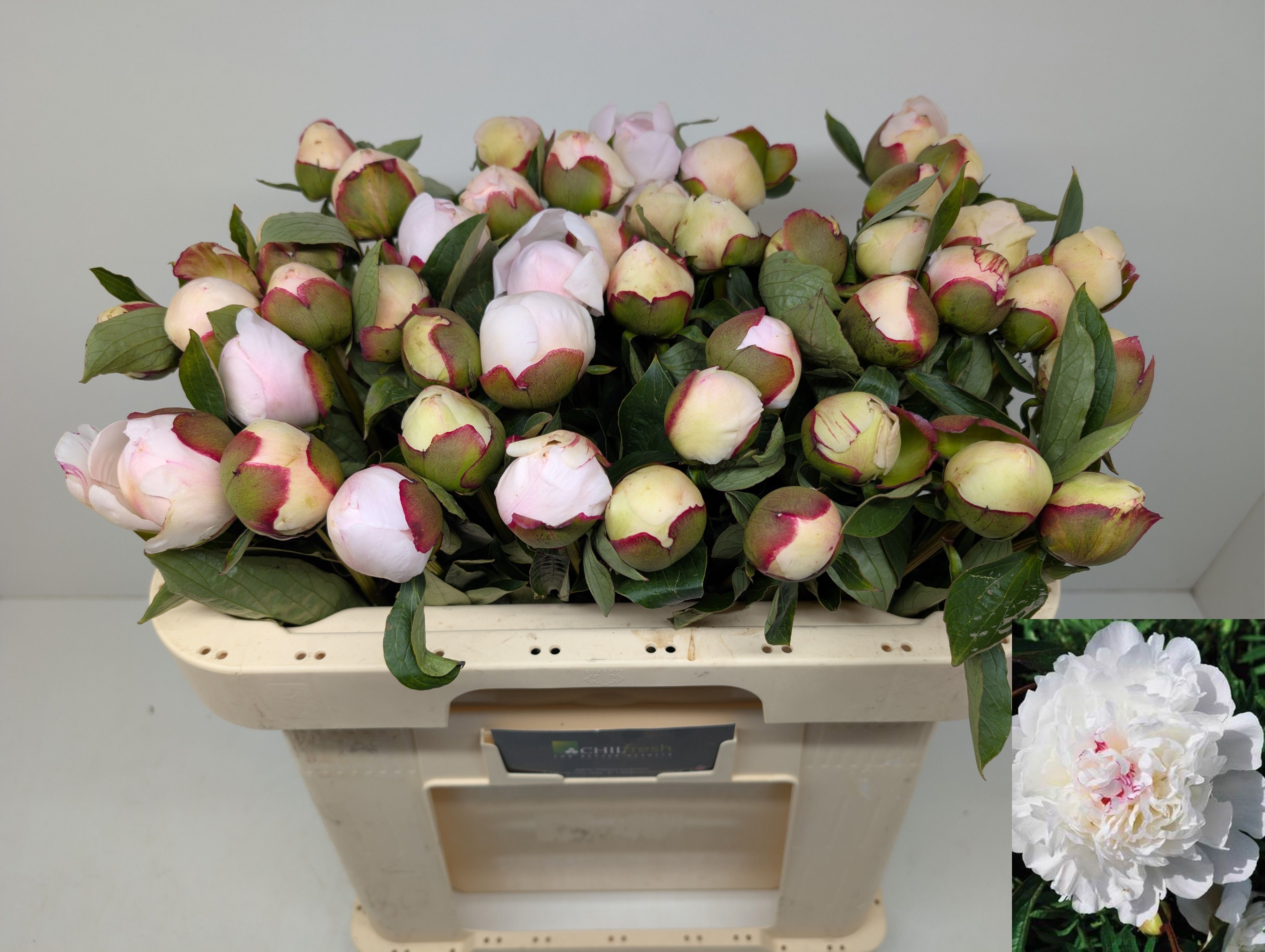 Paeonia Festiva Maxima 50cm